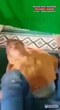 Bokep Indo servis om di warnet
