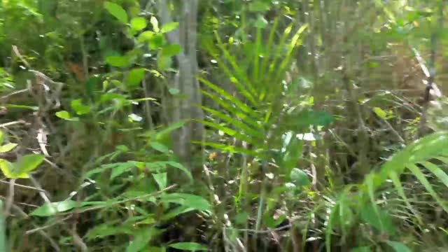 Bokep Indo Fp Pemeraatu vid3y buka baju di mobil full video