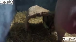 Bokep Indo Hot blonde gets fucked by a stunning pig in wild zoophilia video
