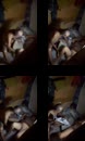 Bokep Indo Intip Pak Lurah Dan Bu Sekdes striptis di warnet