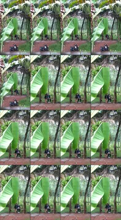 Bokep Indo Pacaran Di Kebon Terekam