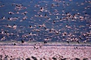 The Crimson Wing: Mystery of the Flamingos