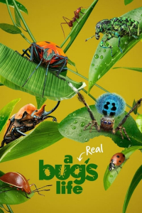 Poster A Real Bug’s Life (2024)