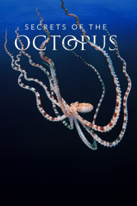 Poster Secrets of the Octopus (2024)